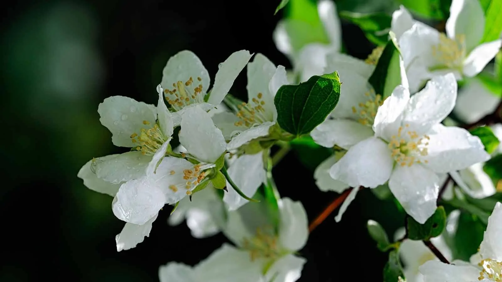 Philadelphus_Alamy.jpg