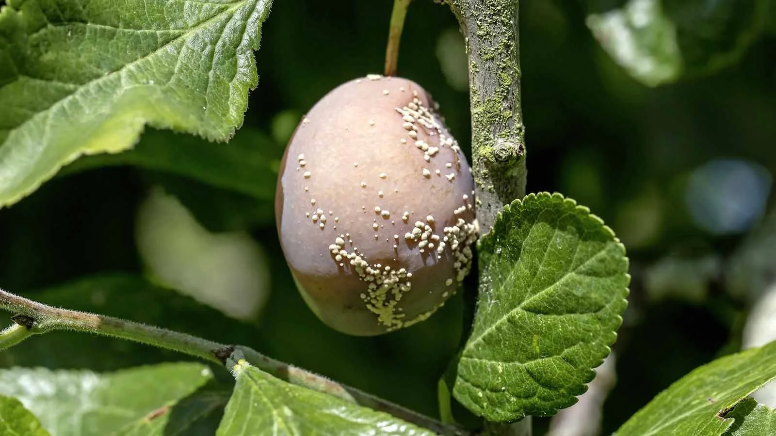 Plumrot_shutterstock.jpg