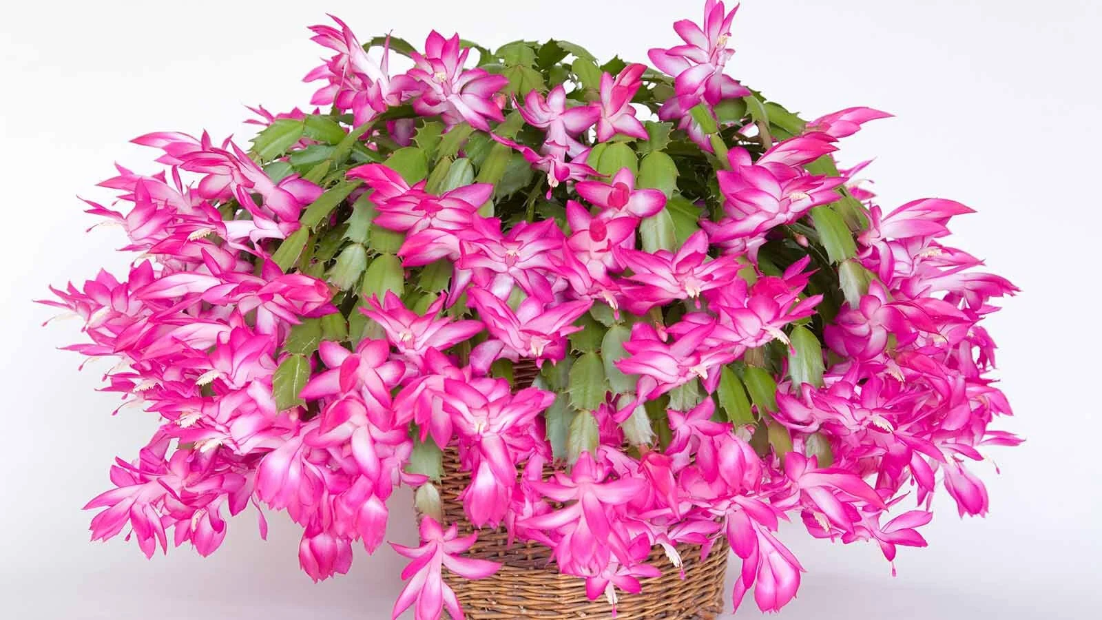 Christmascactus_Alamy.jpg