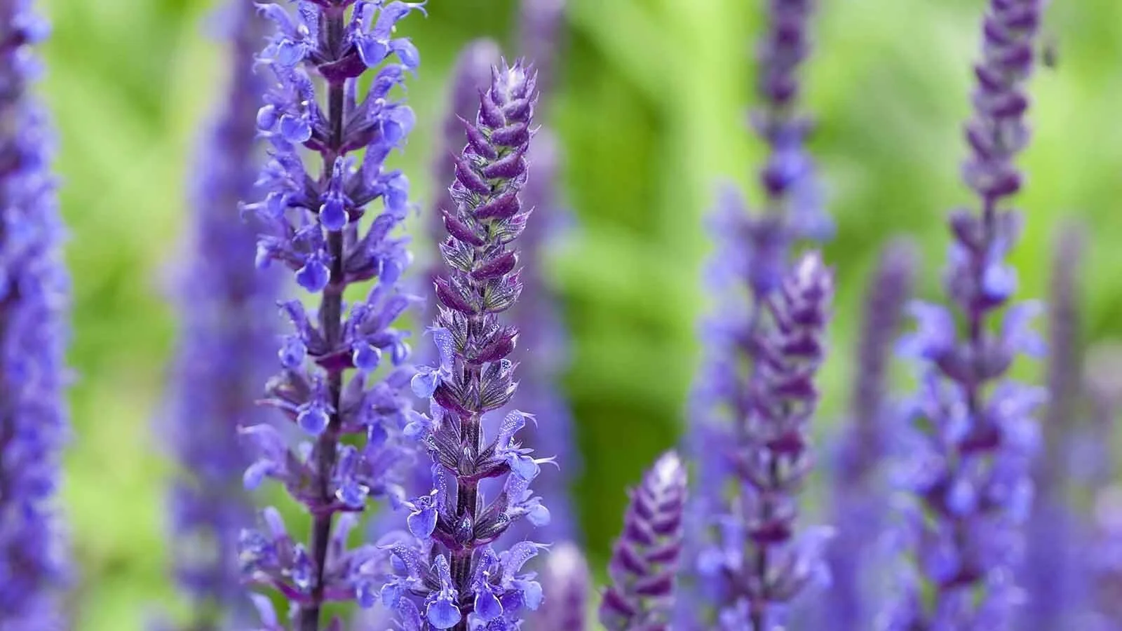 5 Salvia caradonna.jpg