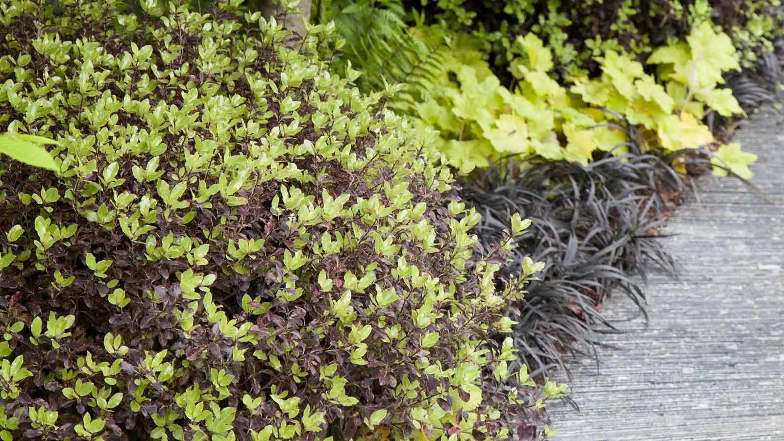 6 Pittosporum tenuifolium Tom Thumb.jpg