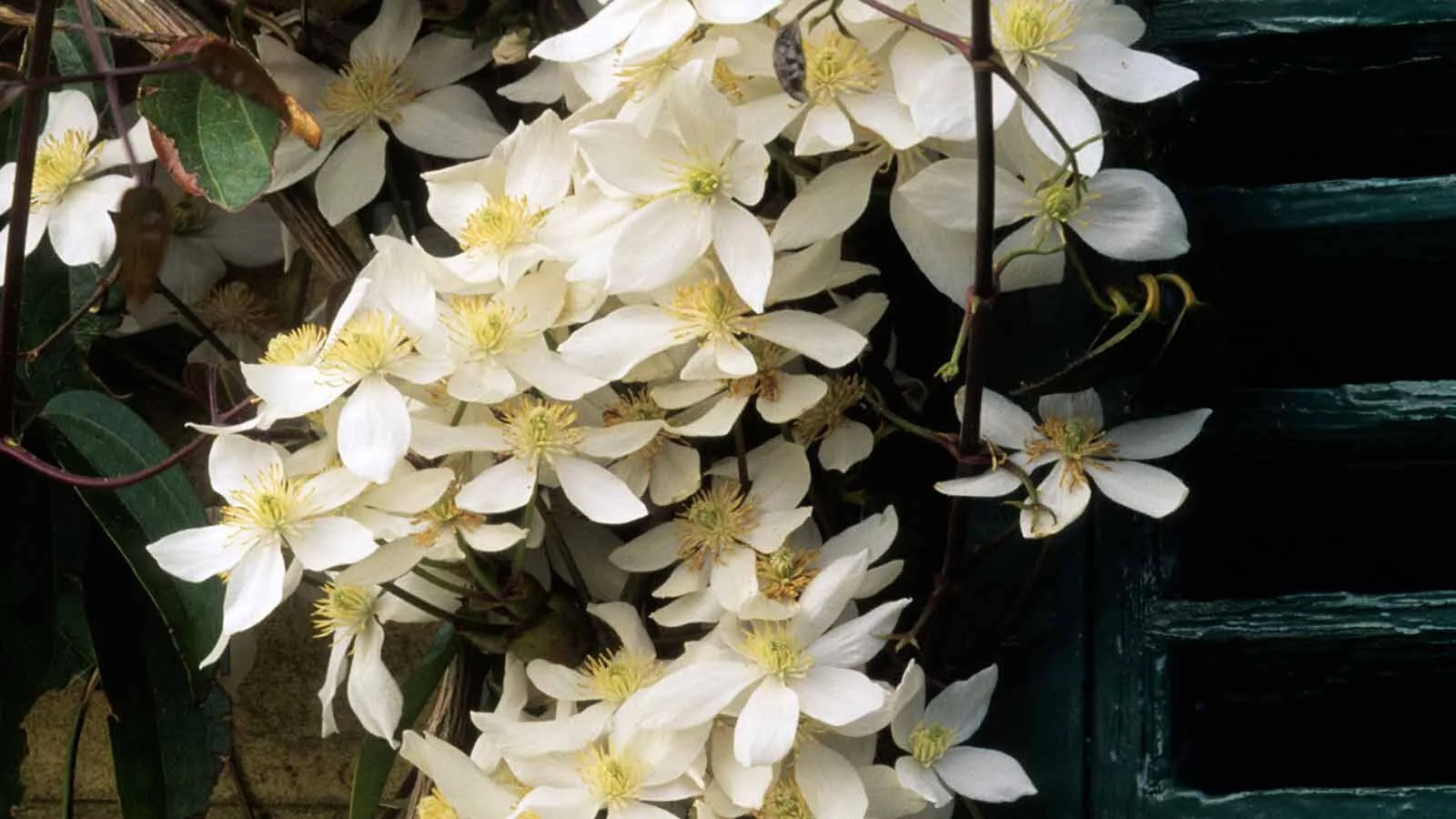 7 CLEMATIS.jpg