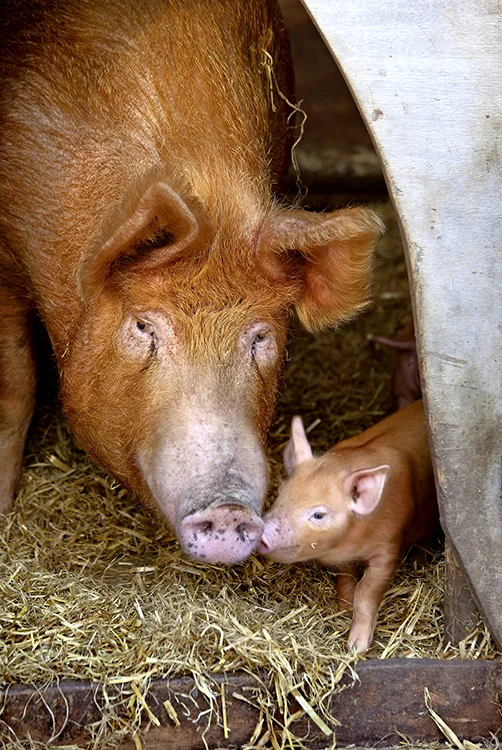 Pigs.jpg