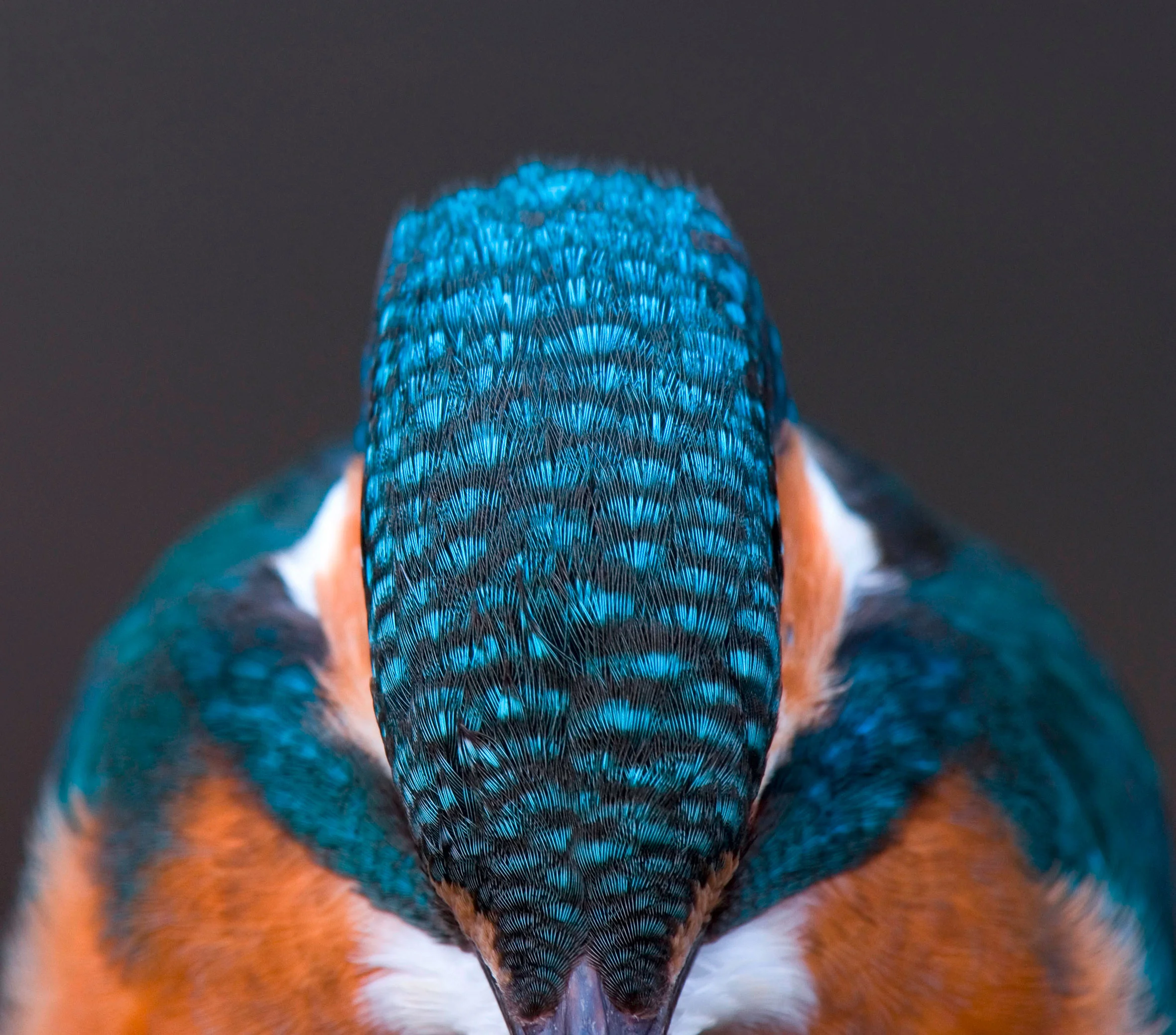 LandScape-magazine-Alamy-kingfisher-7.jpg
