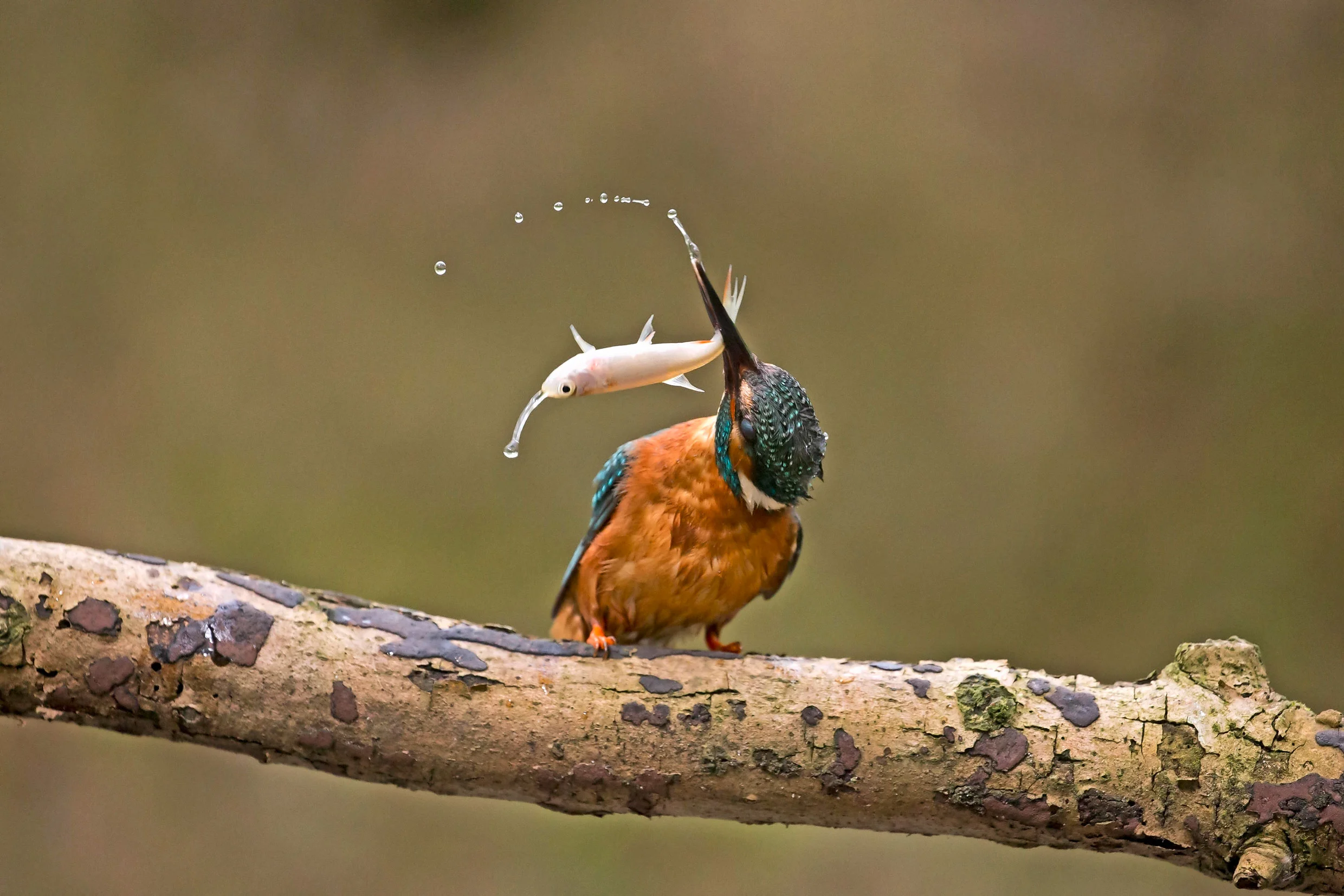 LandScape-magazine-Alamy-kingfisher-4.jpg