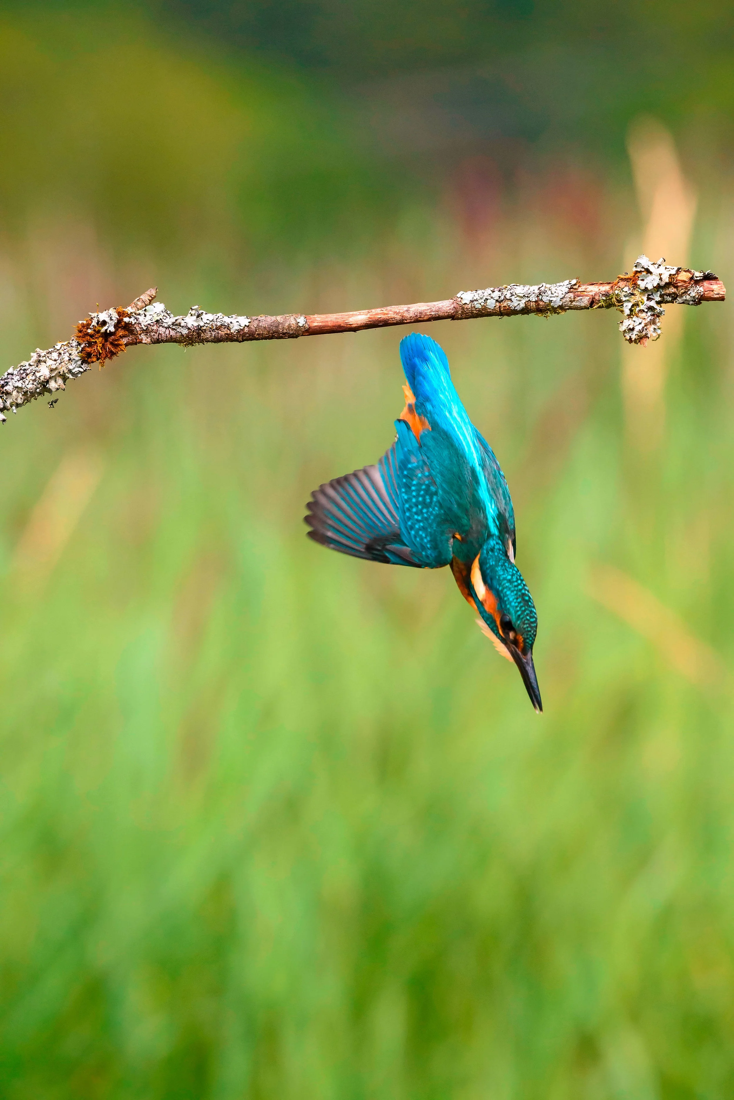 LandScape-magazine-Alamy-kingfisher-6.jpg