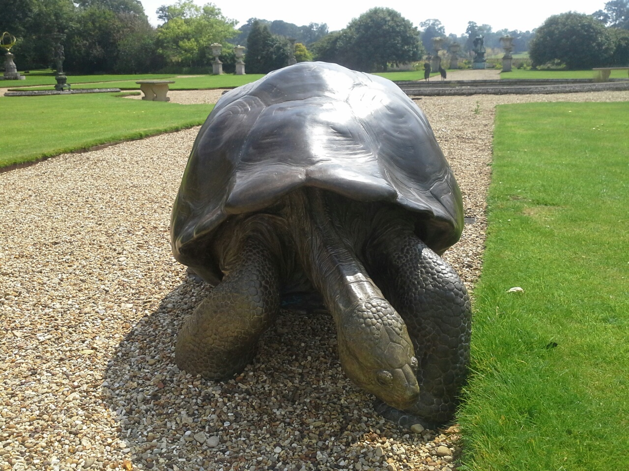 Tortoise-I-b.jpg