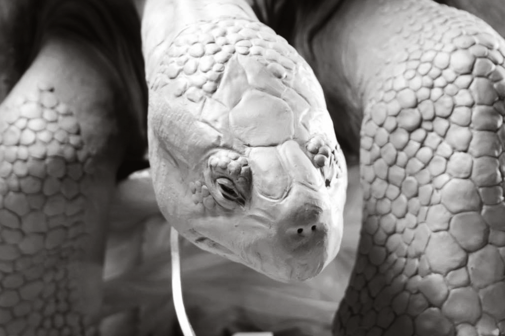 Tortoise clay head duotone.png
