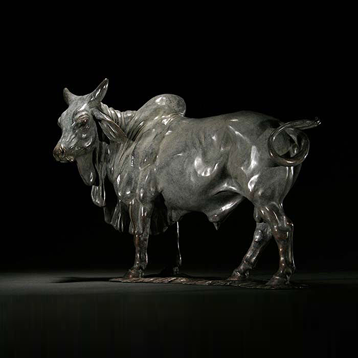 BRAHMAN BULL