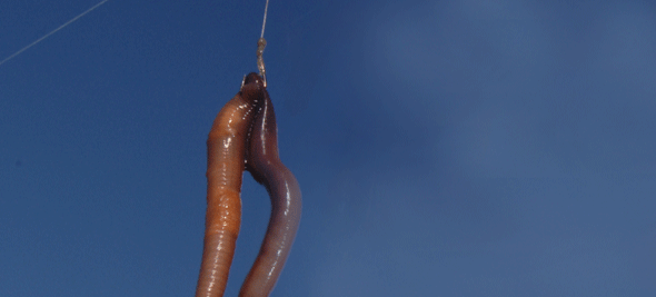 lobworm.gif
