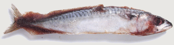 Mackerel.gif