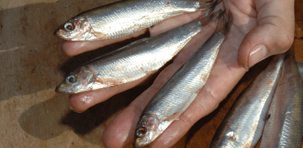 Sprats.gif
