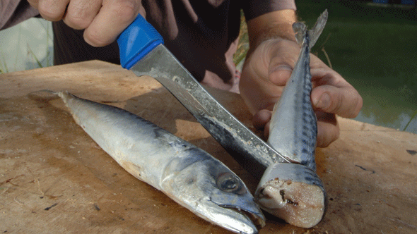 halved-mackerel.gif