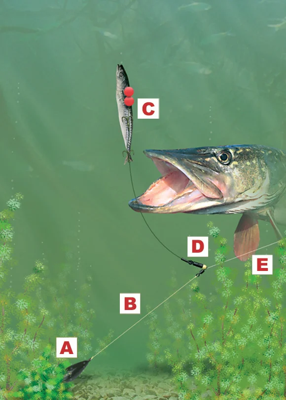 Pike-deadbait-leger-rig.jpg