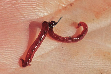 How to fish with bloodworm and joker — Angling Times