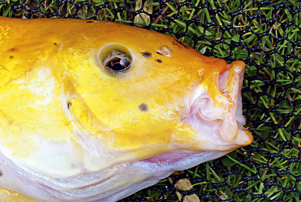 Understanding how fish feed — Angling Times
