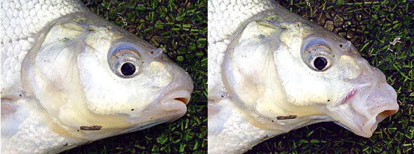 Bream have smalls mouths that extend to form a suction tube