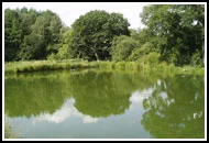 5. The rapidly growing carp are transferred to a freshly flooded fish farm pond where planktonic life will be blooming
