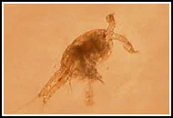 7. This close-up shows the typical plankton life that the young carp will gorge on in the newly bloomed ponds