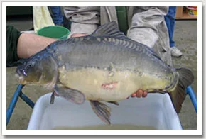 1. Broodstock carp are selected on the basis of ripeness and health. Good female broodstock fish have a large egg mass and so appear fat. Once spawned, the fish recover their energy and rebuild their gonads. A female carp could potentially be spawned three times a year if kept warm and well fed.