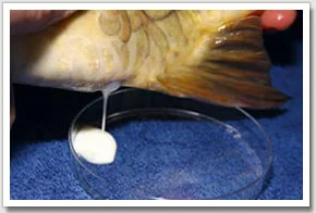 5. The milt, or male sperm, can also be collected by gently squeezing the belly. Like the eggs it's important to ensure that no water goes in with the milt.