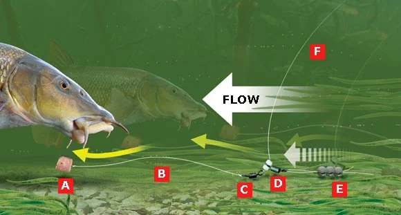 Barbel-rig.jpg