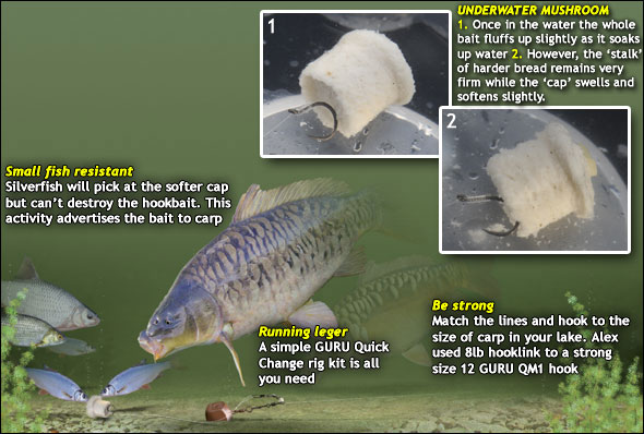 10 Swim Feeders,Carp bait maggot worm groundbait.hooks,.assorted,choose yours.