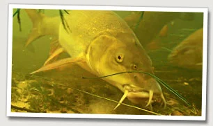 The torpedo-shaped body of a barbel makes it a highly efficient swimmer