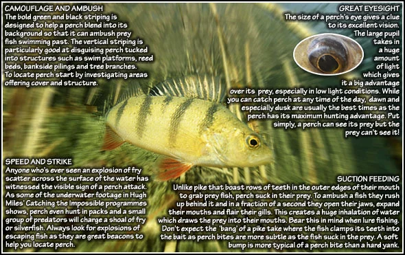 Perch1.jpg