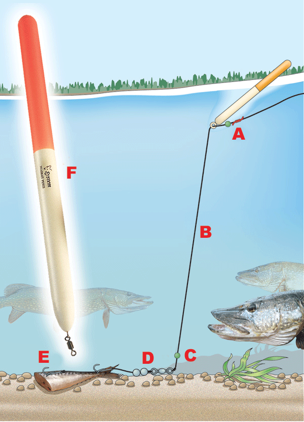 Float deadbait rig for pike and zander — Angling Times