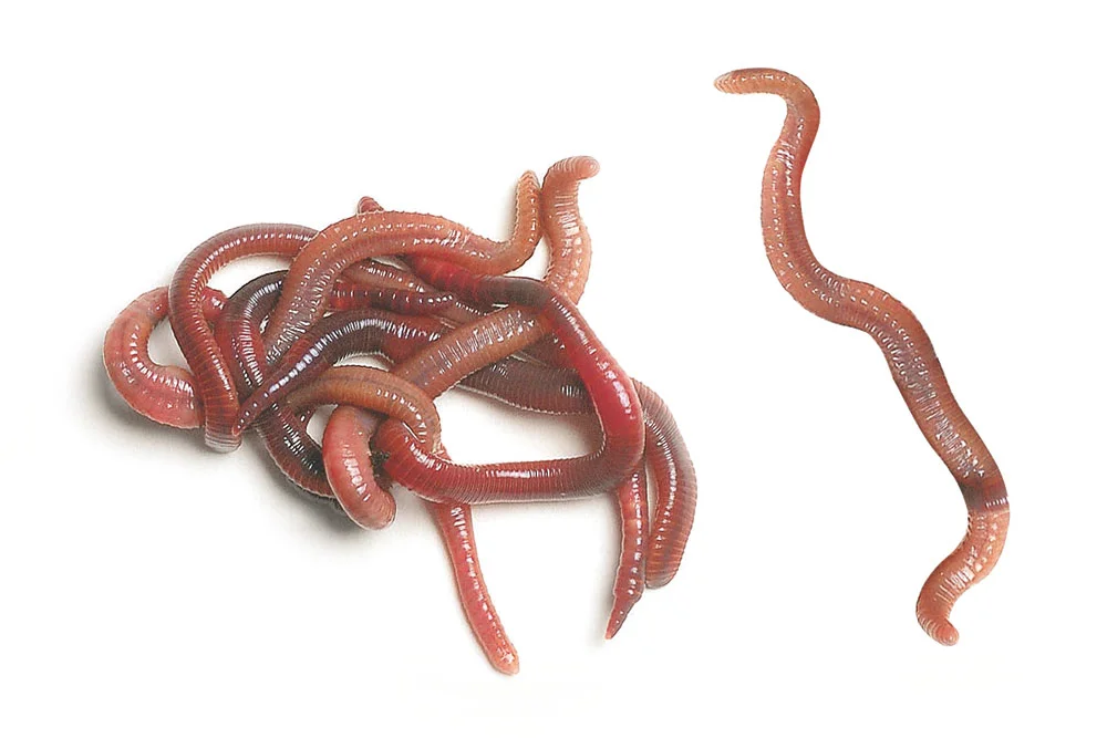 Large baits such as lobworms help to pick out the bigger perch in your swim