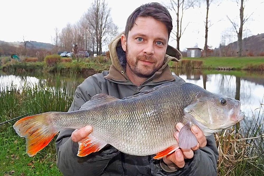 Nathan Phillips fished White Springs Fishery to land this 4lb 2oz perch.