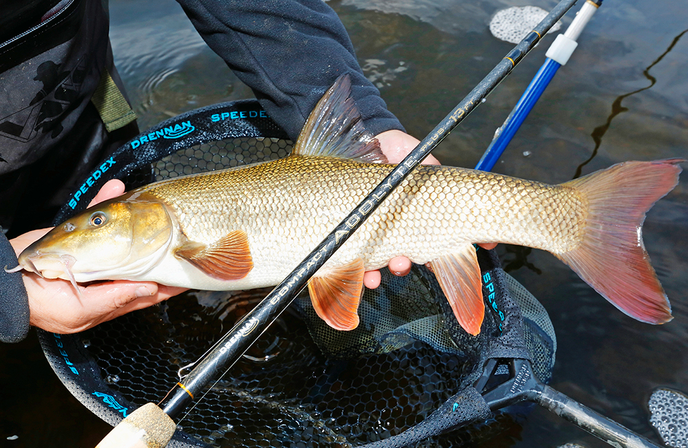 The Acolyte Plus easily handled chub and barbel