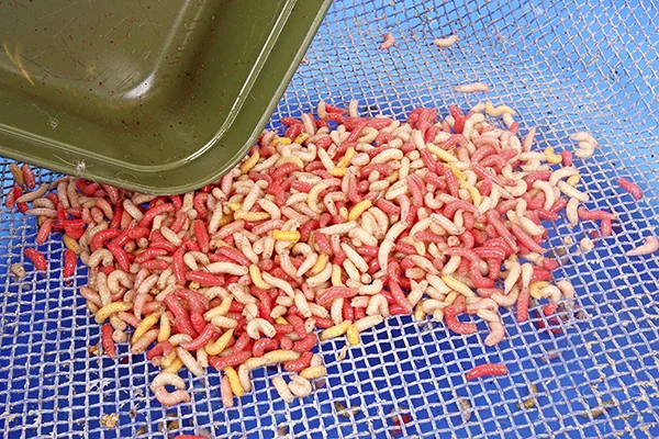 Maggots are very difficult to colour at home, so it is best to leave it up to the experts and buy them ready-dyed.