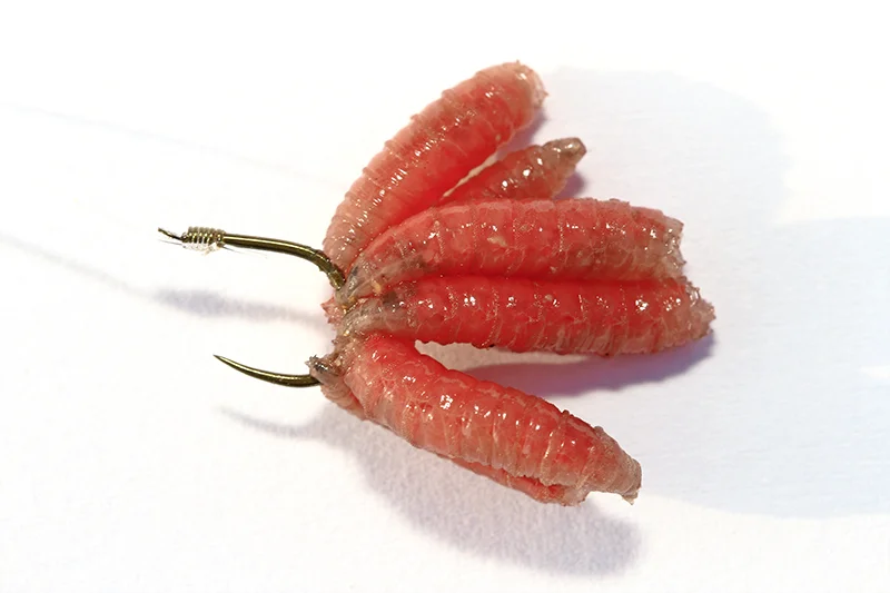 Maggots.jpg