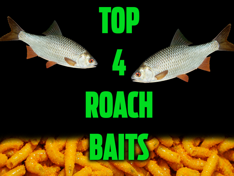Guide to Roach Fishing — Angling Times