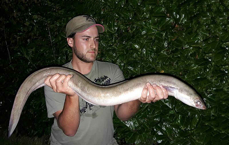 scott reynolds eel.jpg