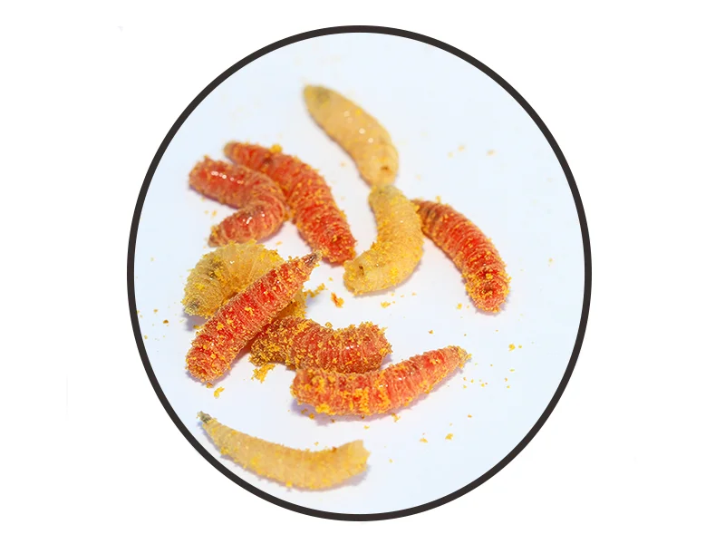 Maggots.jpg