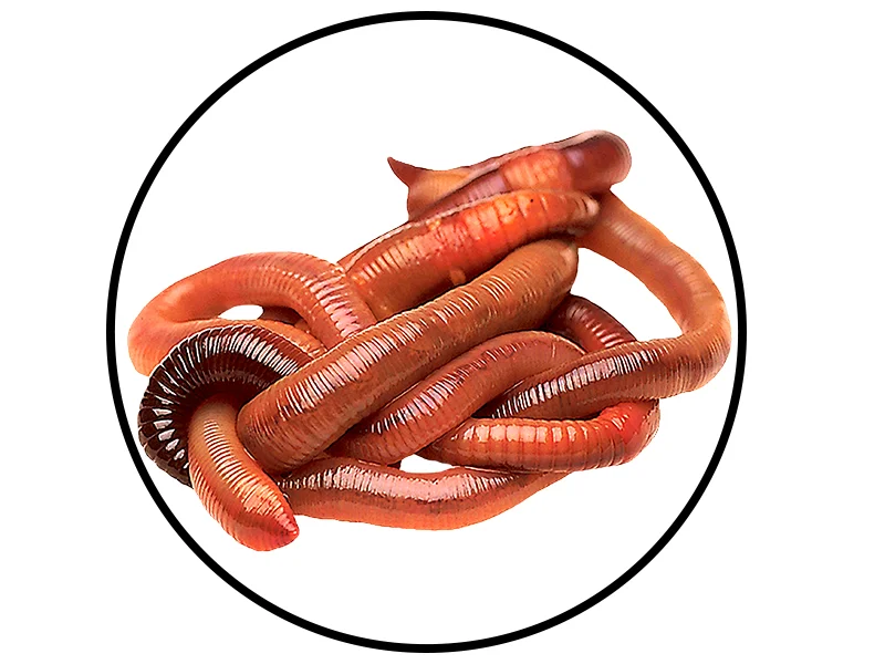 Worms.jpg