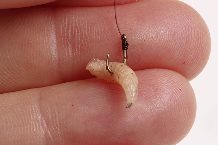 7 - Hook maggots side-ways to hit more bites.jpg