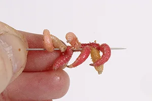 Threaded maggots 1 - Thread six maggots onto a sewing needle.jpg