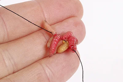 Threaded maggots 2 - Pull hte maggots onto a length of sewing cotton.jpg