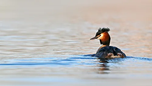 Tip 2 Great Crested Grebe.jpg