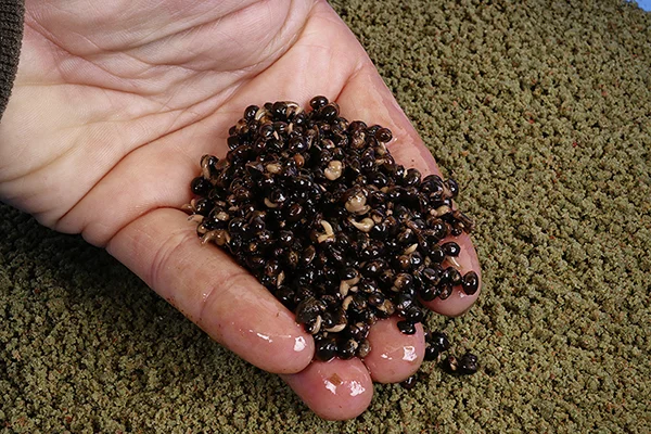 3 - hemp.jpg