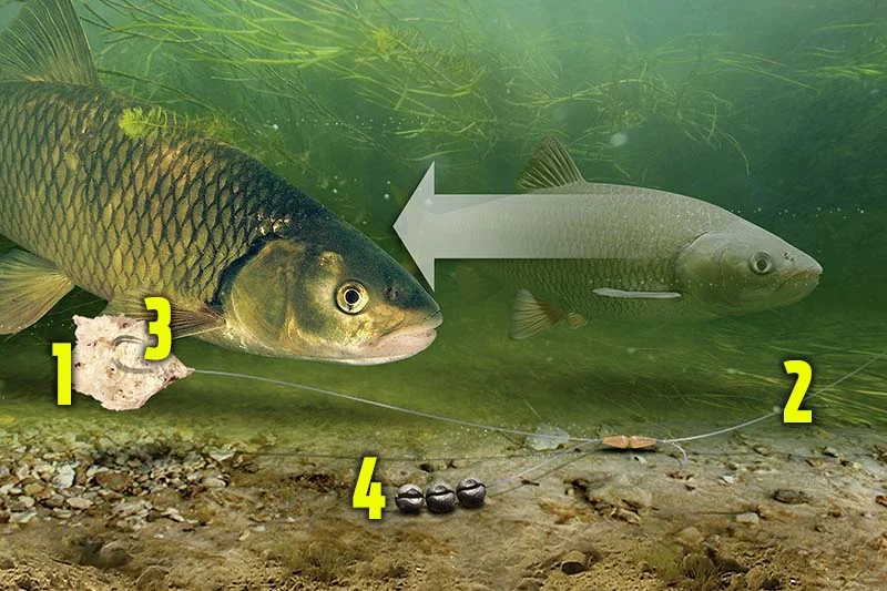Chub link legered bread rig.jpg