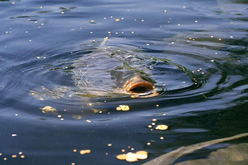 Surface fishing is the ultimate way of catching carp.jpg