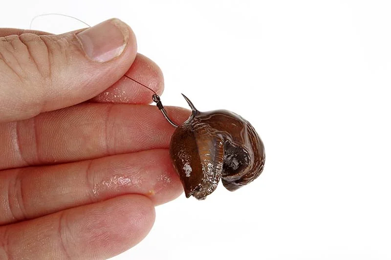 SLUGS.jpg