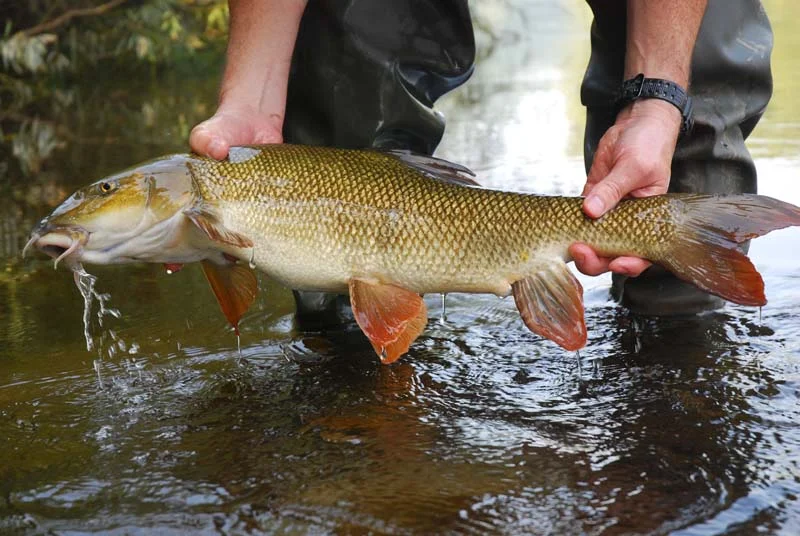 Top 10 barbel fishing tips & tricks to try now — Angling Times