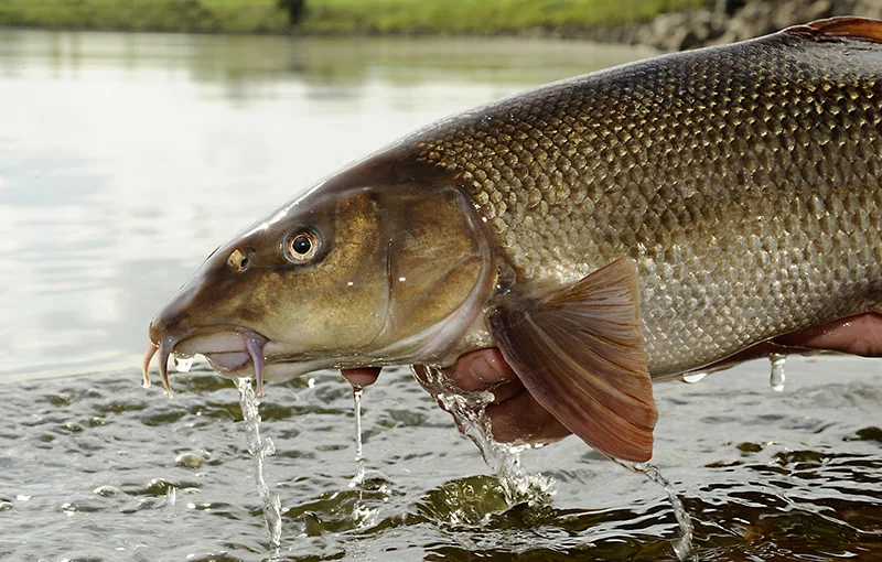 barbel portrait.jpg