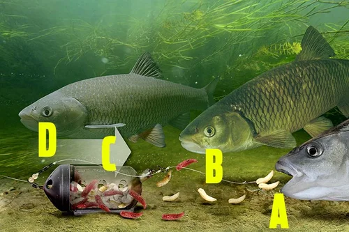 Tench Feeder Rig Angling Times
